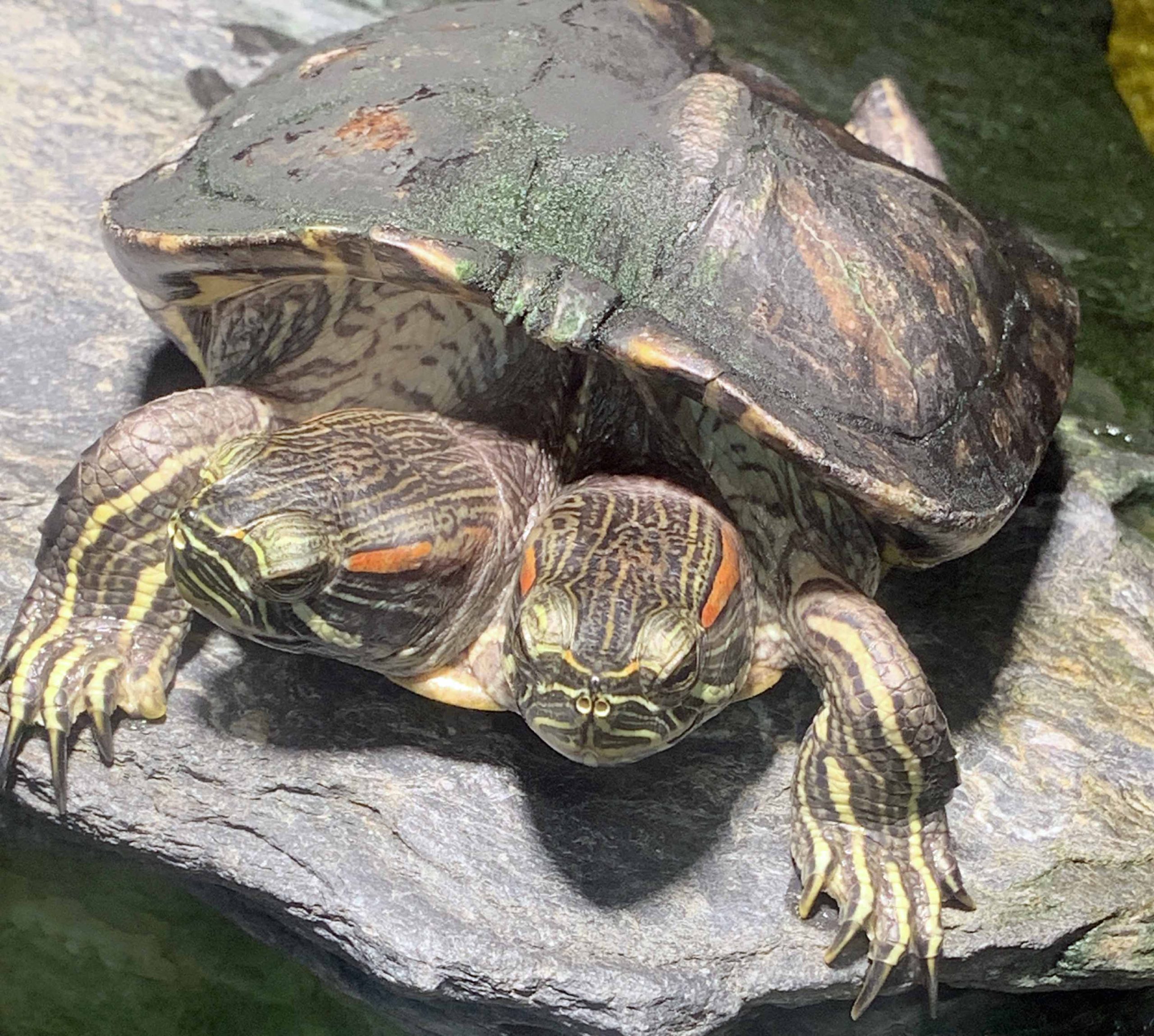 Two Headed Red Eared Slider