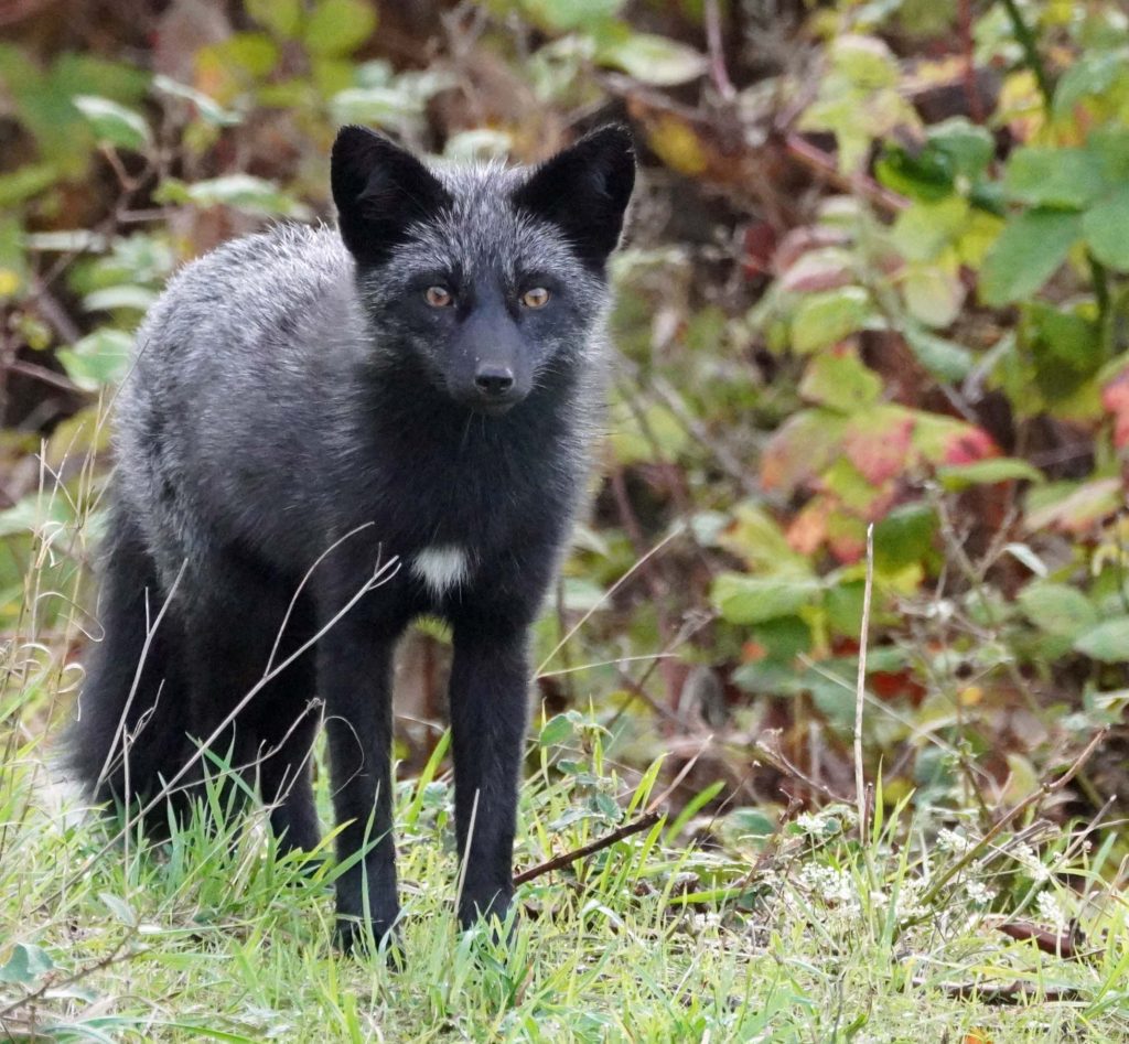 Black Fox from San Juan Island
