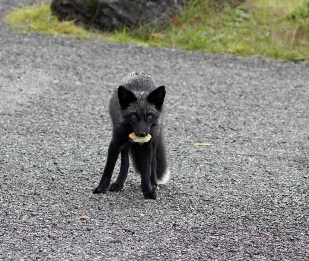 Black Fox from San Juan Island