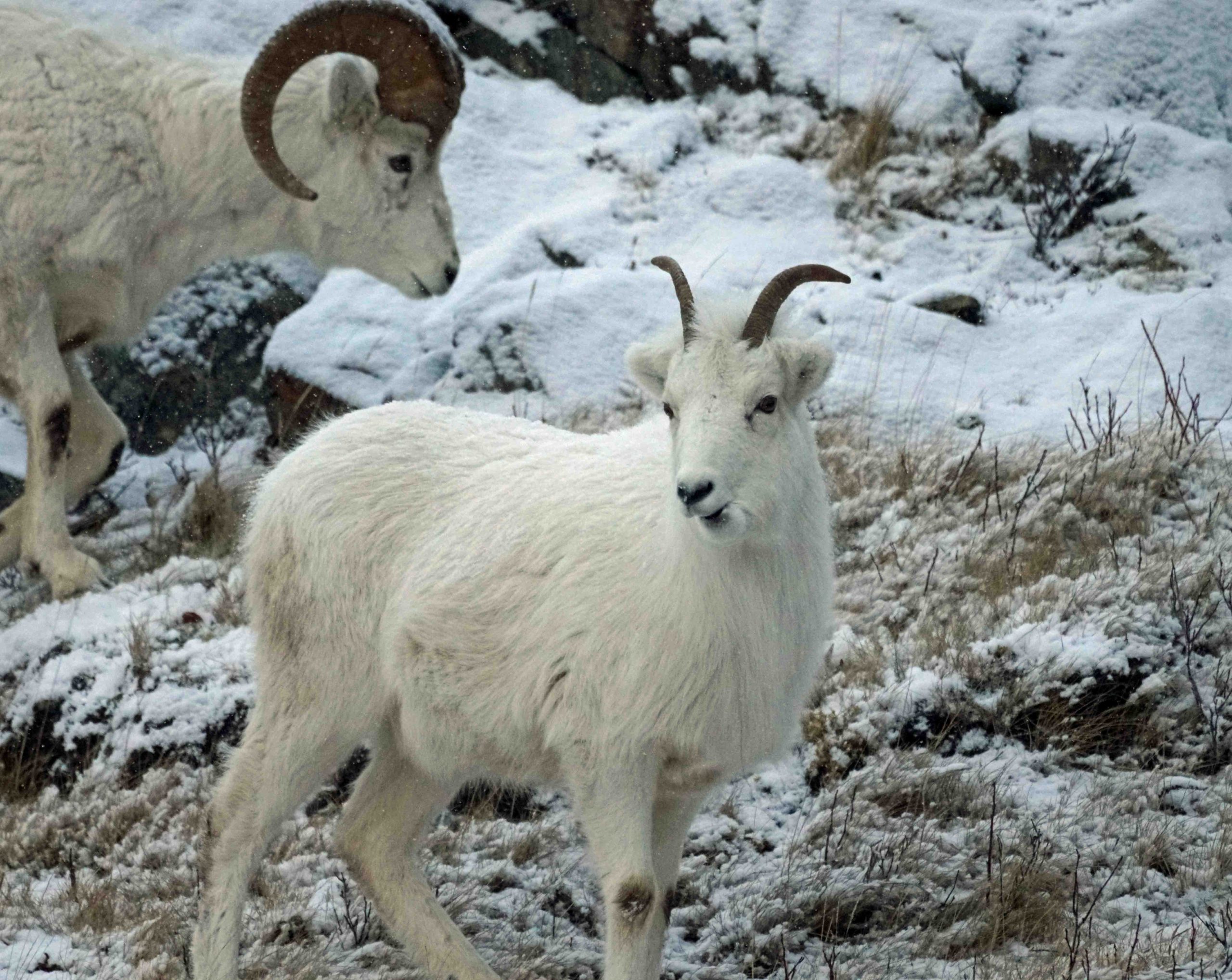 Female Dall Sheep