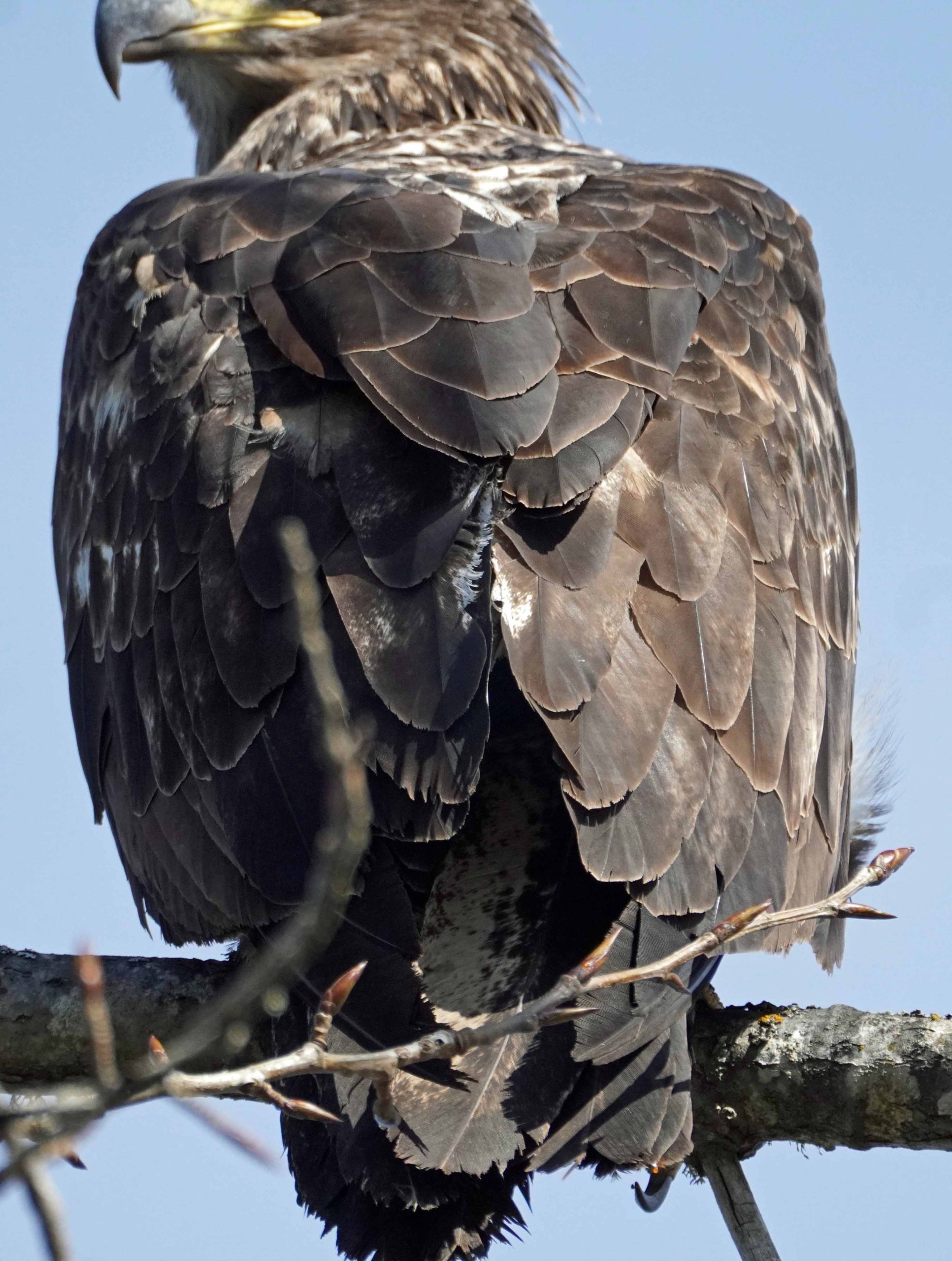 Female Bald Eagle 2