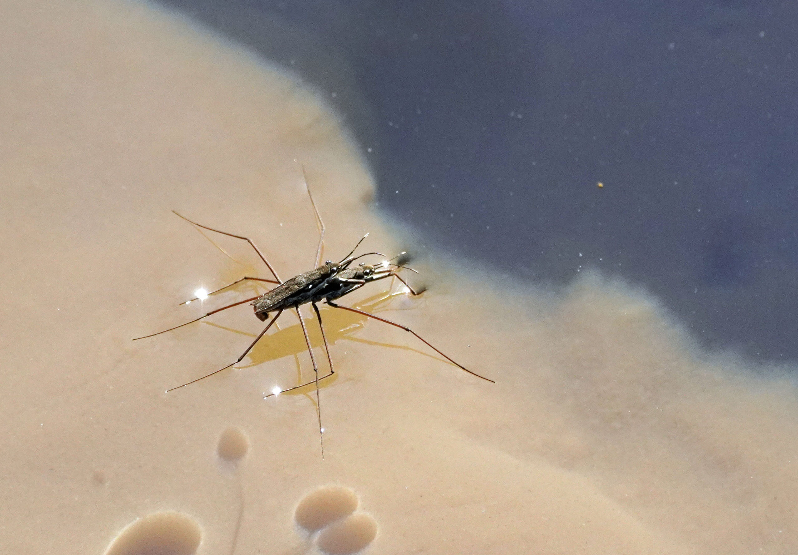 Water Striders Mating