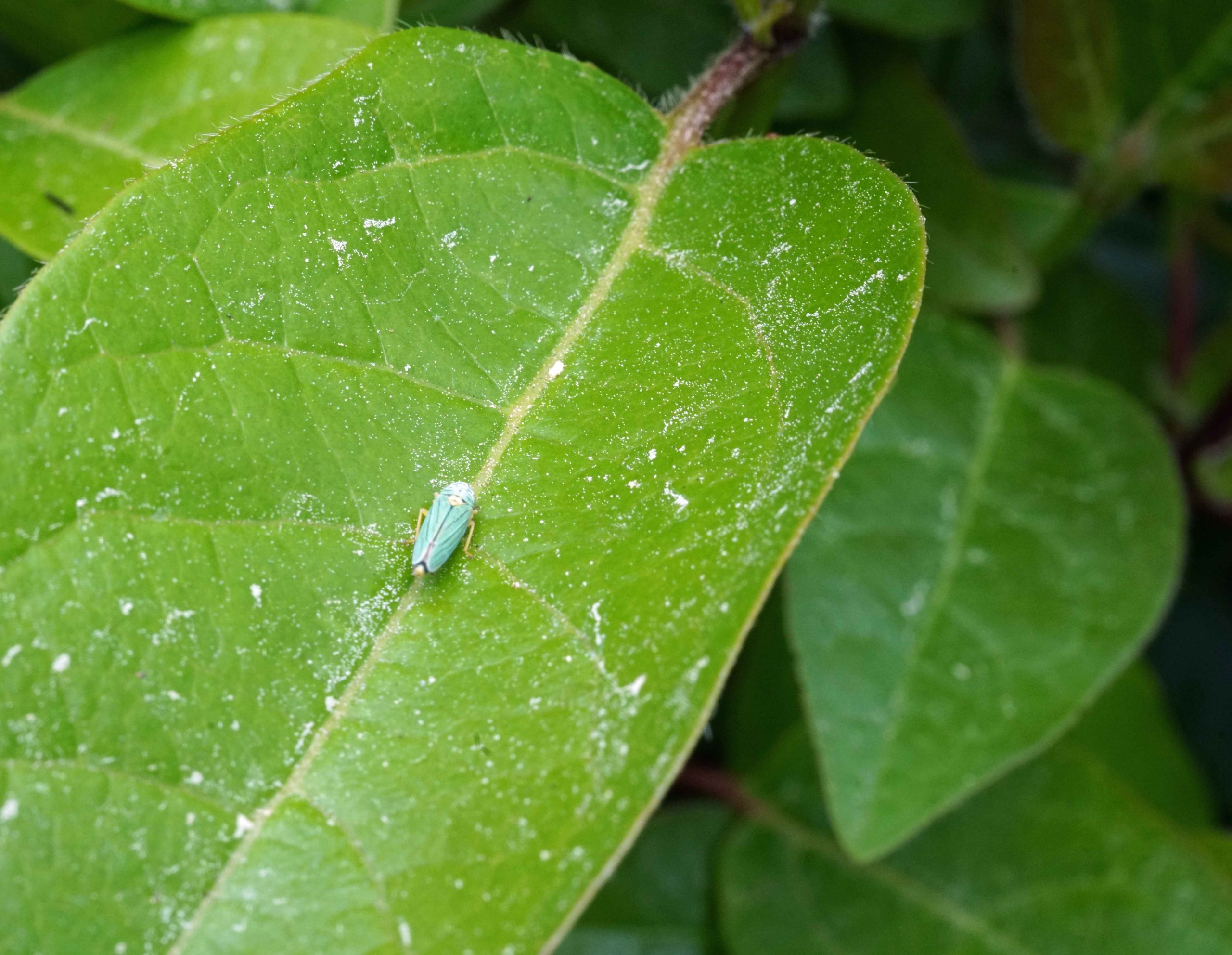 Blue-green Sharpshooter Leaf Hopper