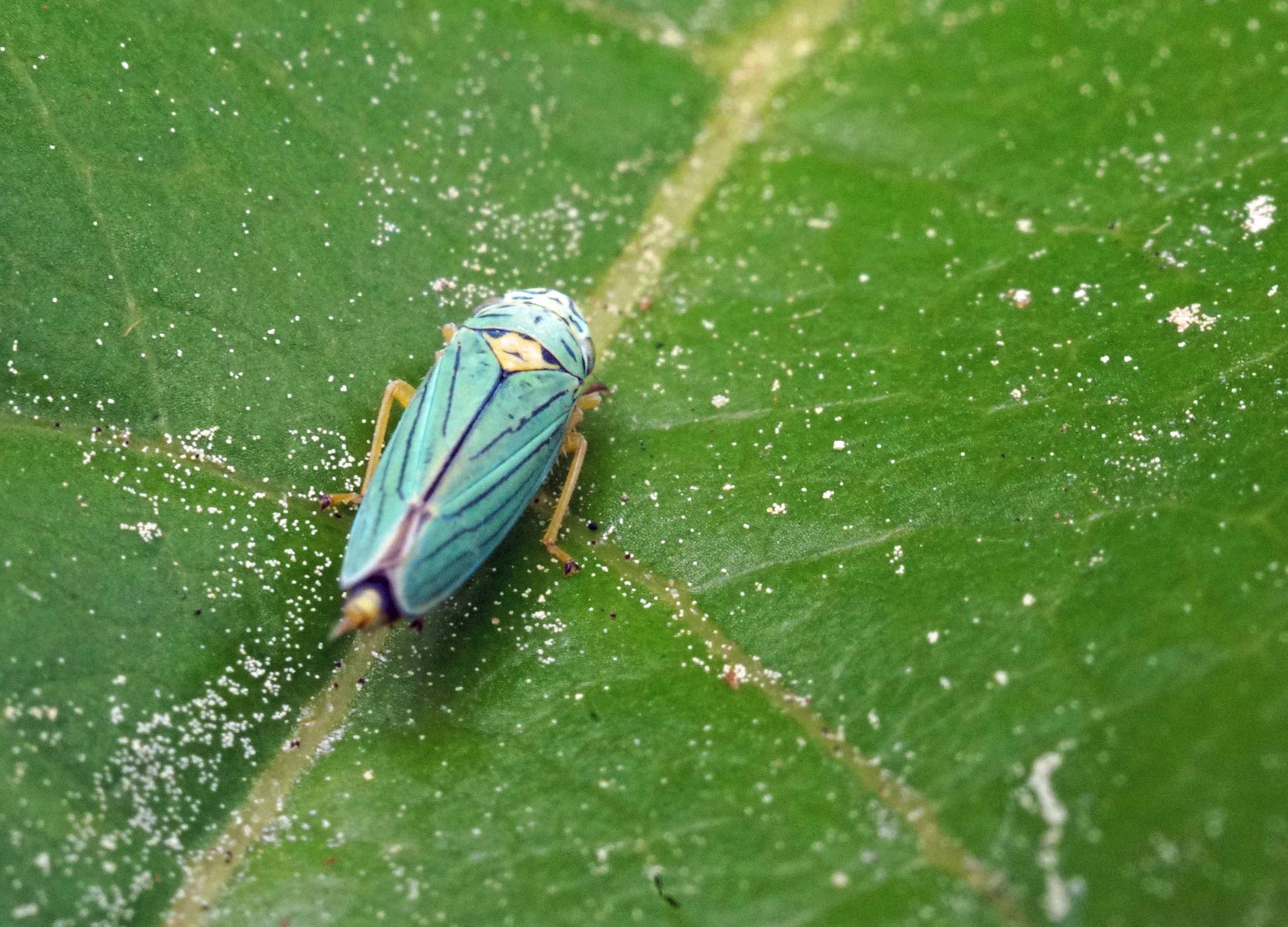 Leaf Hopper looking at you