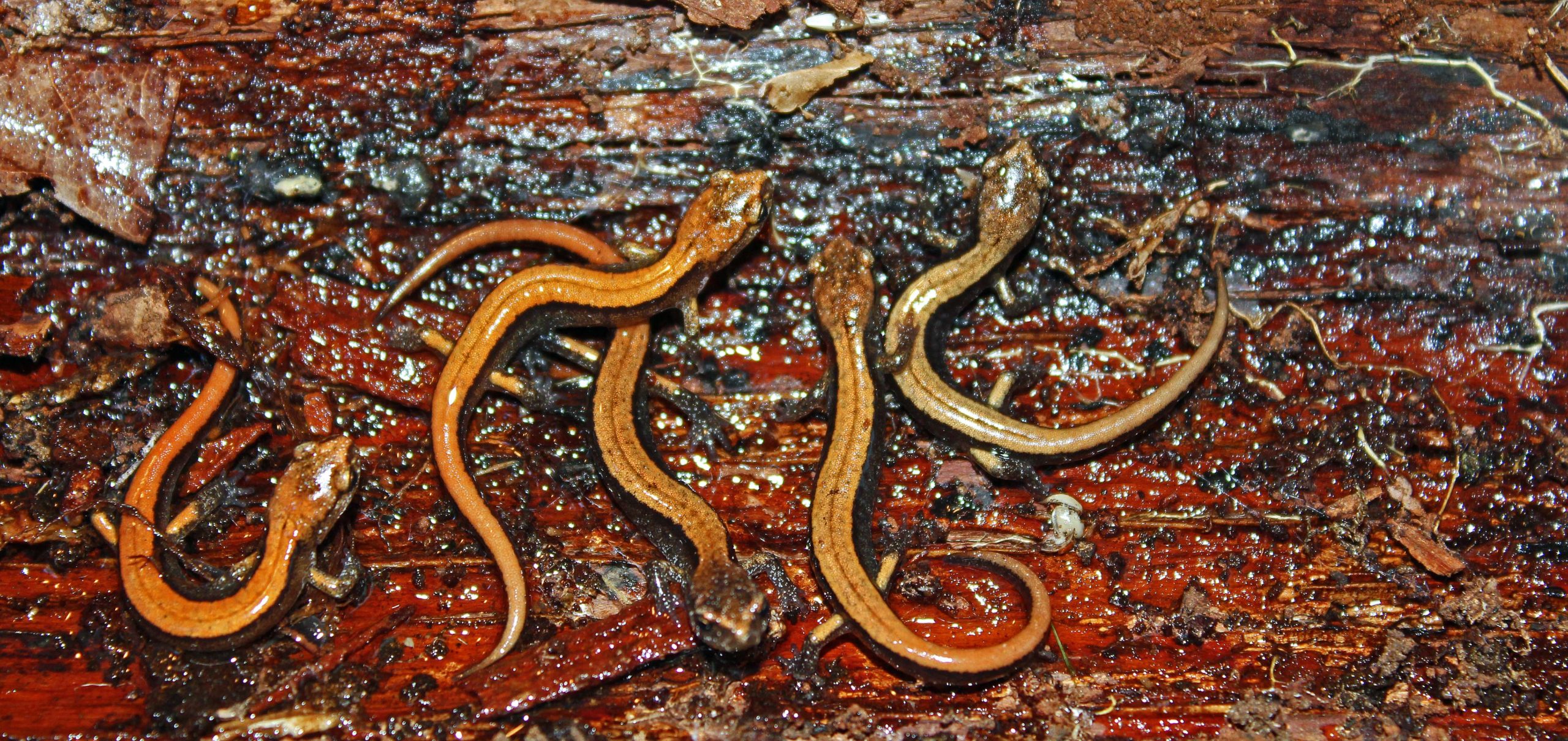 Redbacked Salamanders