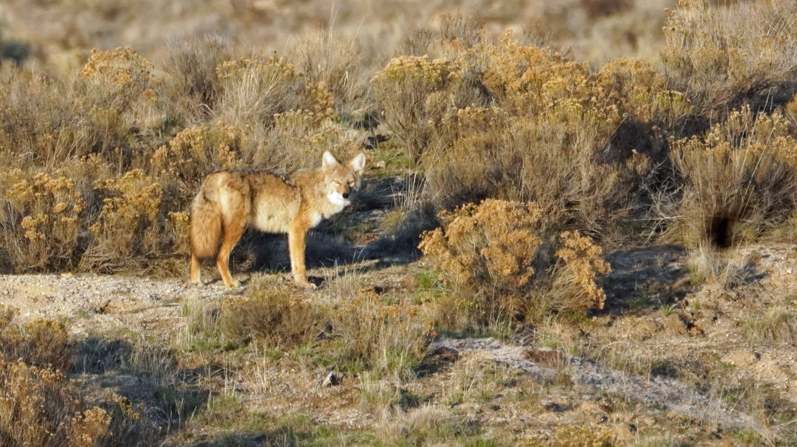ID Coyote