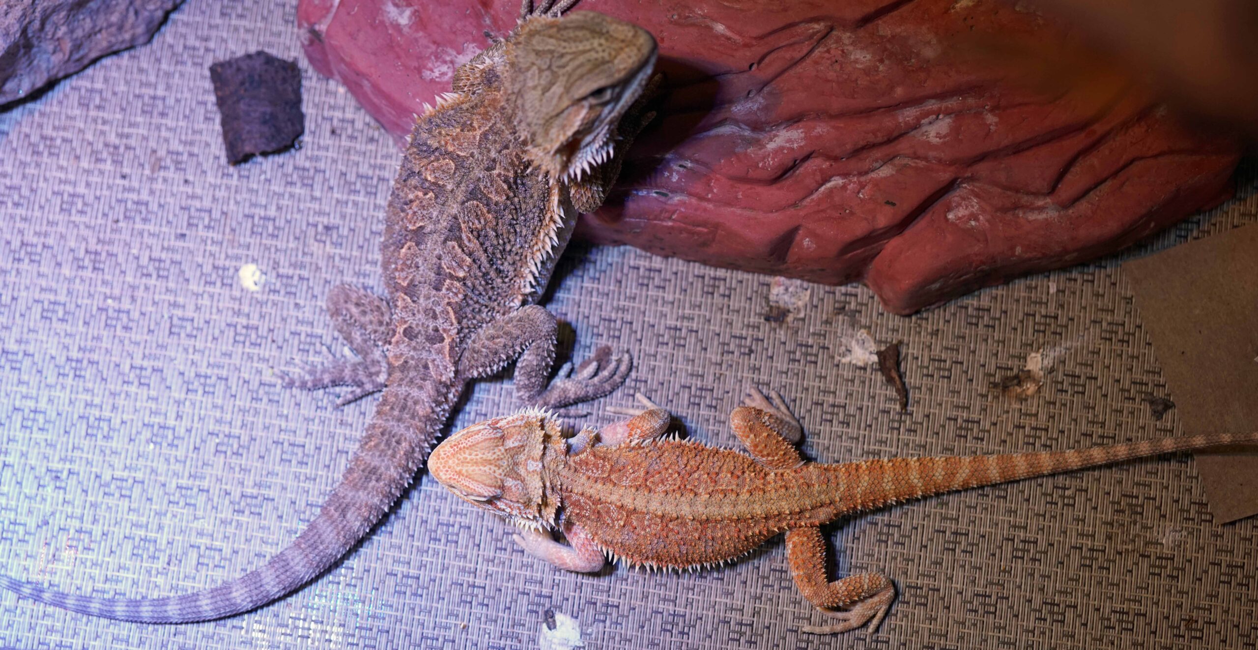 My Bearded Dragons