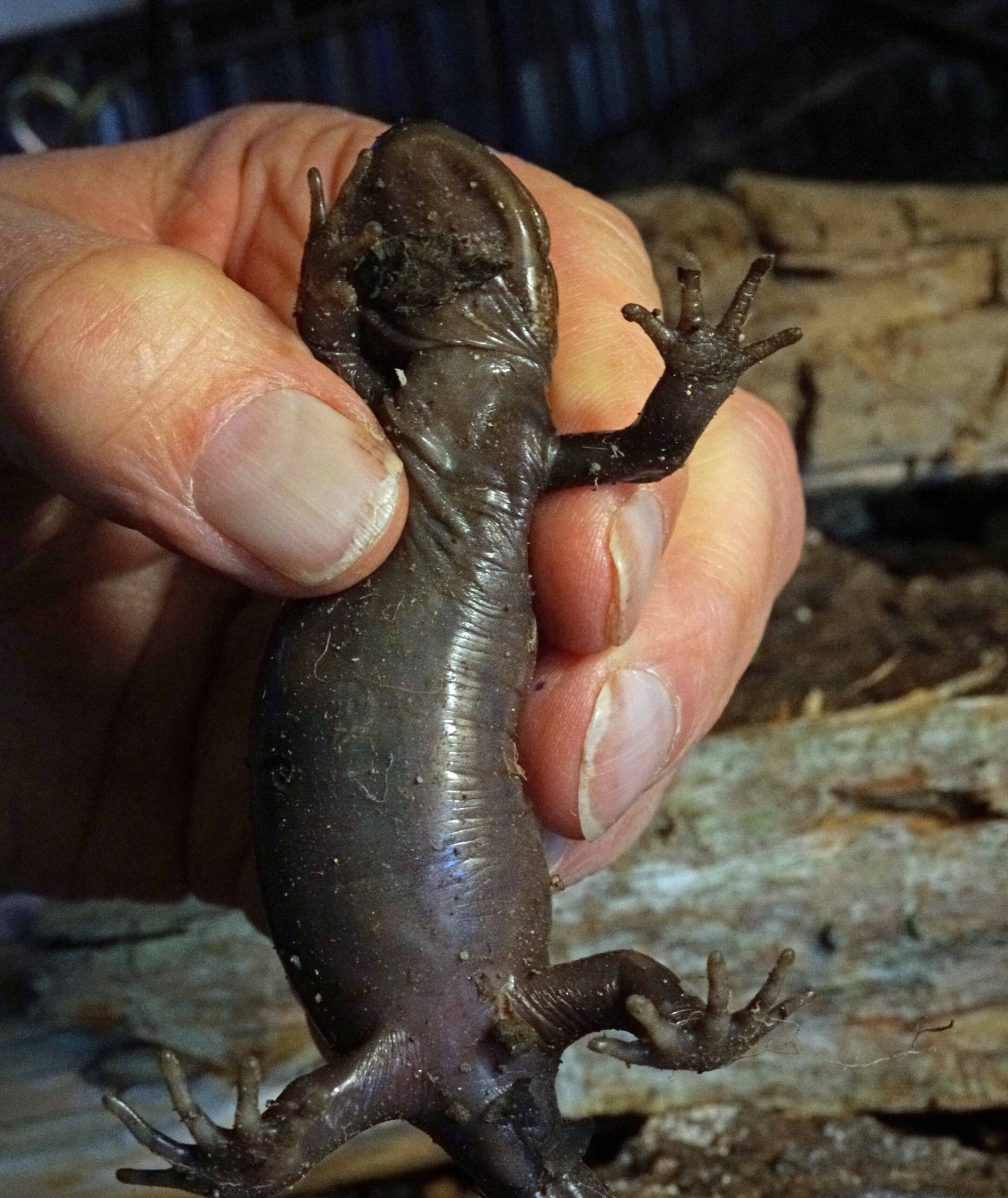 NW Brown Salamander