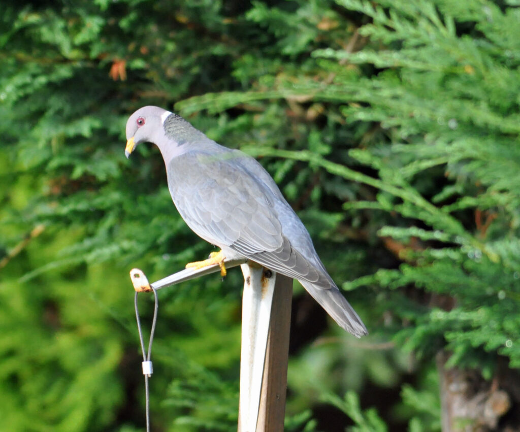 Band Tailed Pigeon