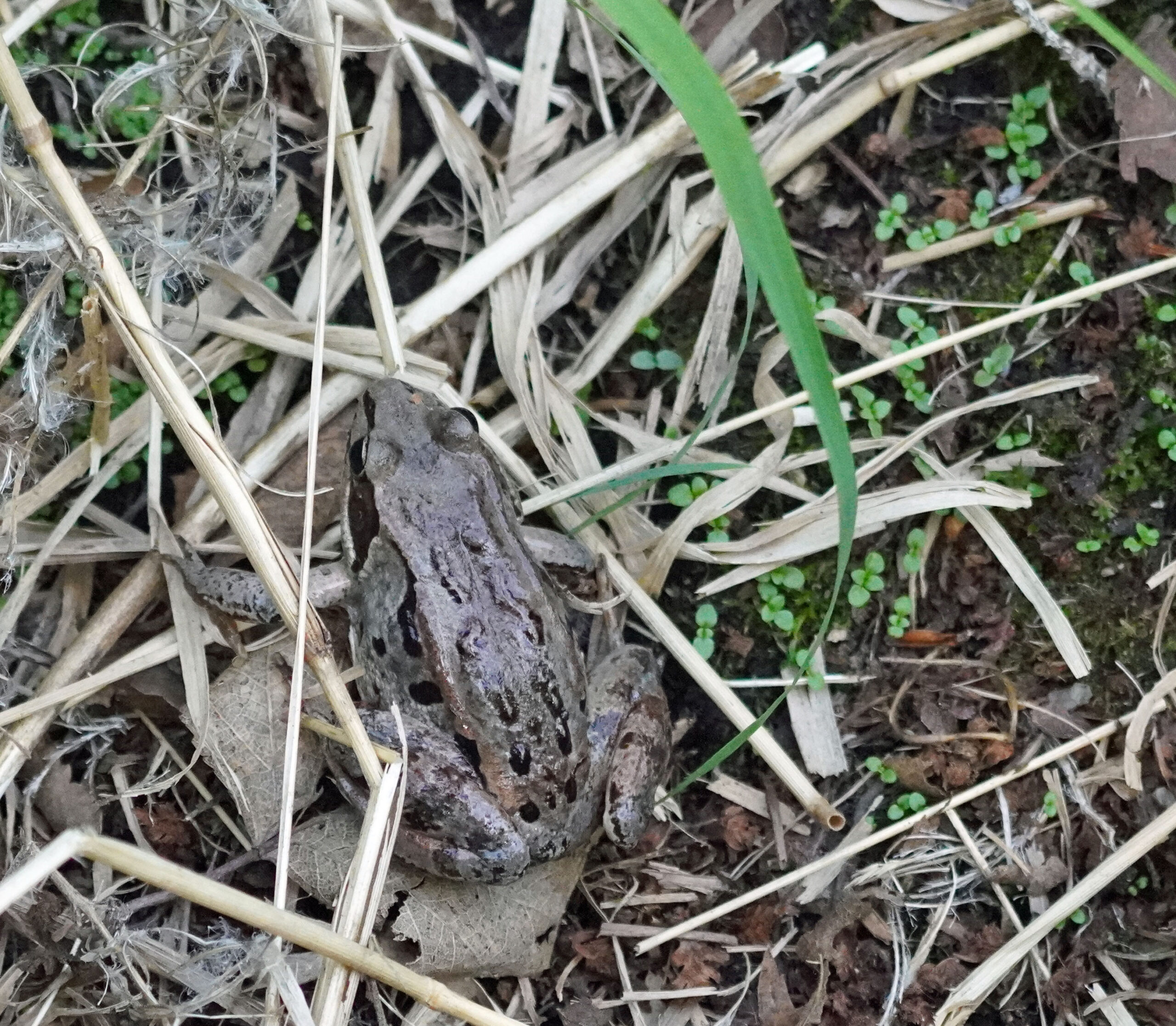 Wood Frog 3(Lithobates sylvatica)