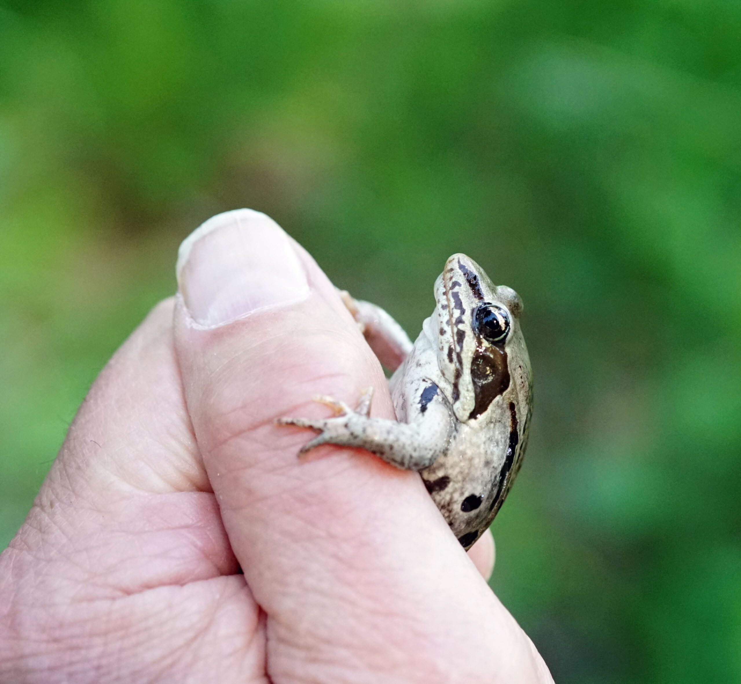 Wood Frog 1 (Lithobates sylvatica)