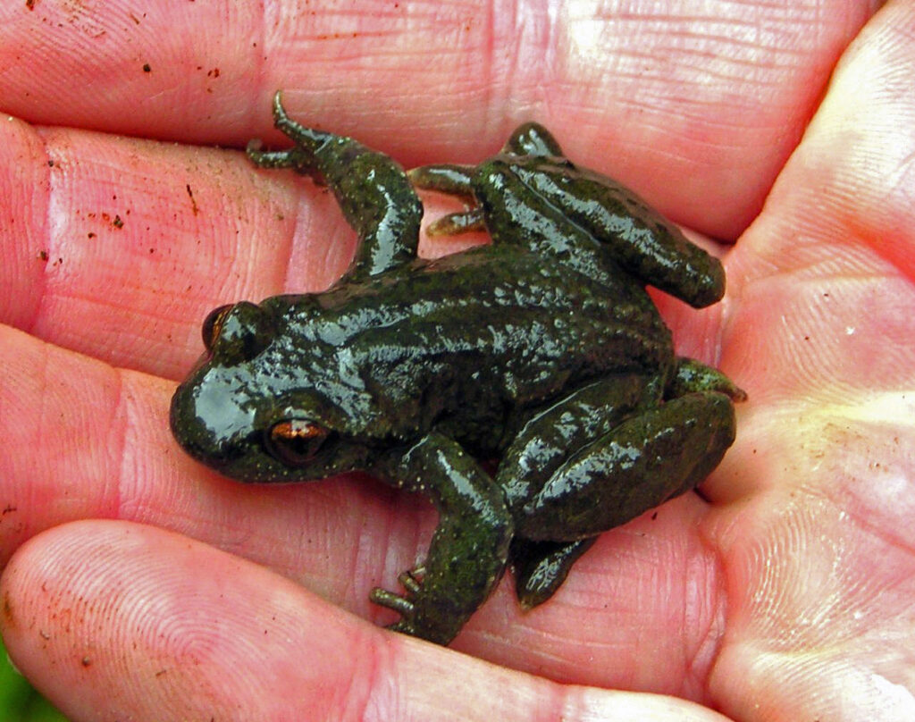 Tailed Frog