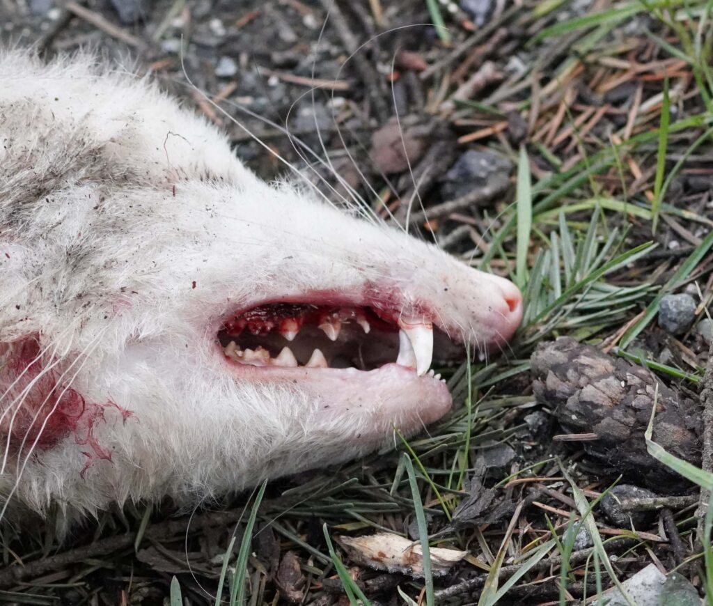 Possum Teeth