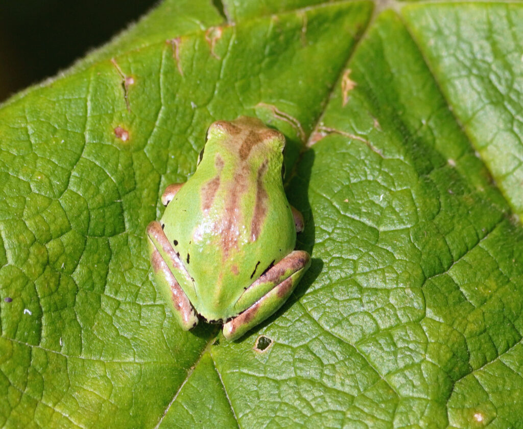 Nisqually Pacific Tree Frog