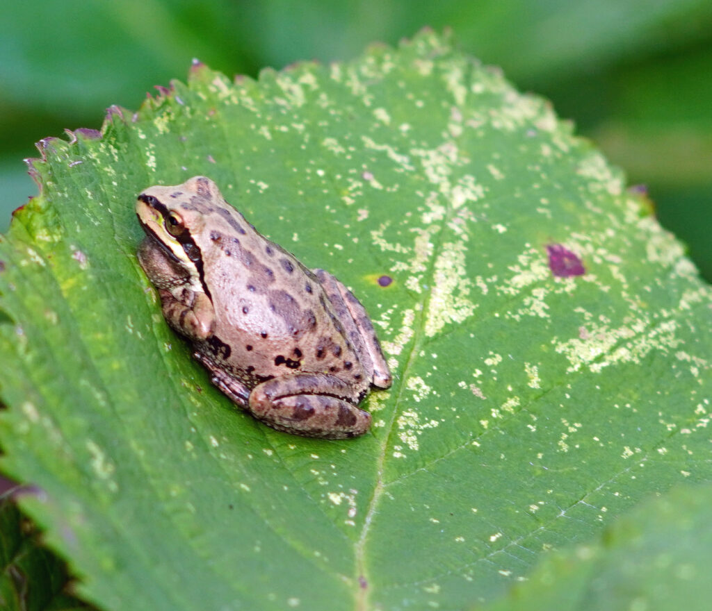 Nisqually Pacific Tree Frog