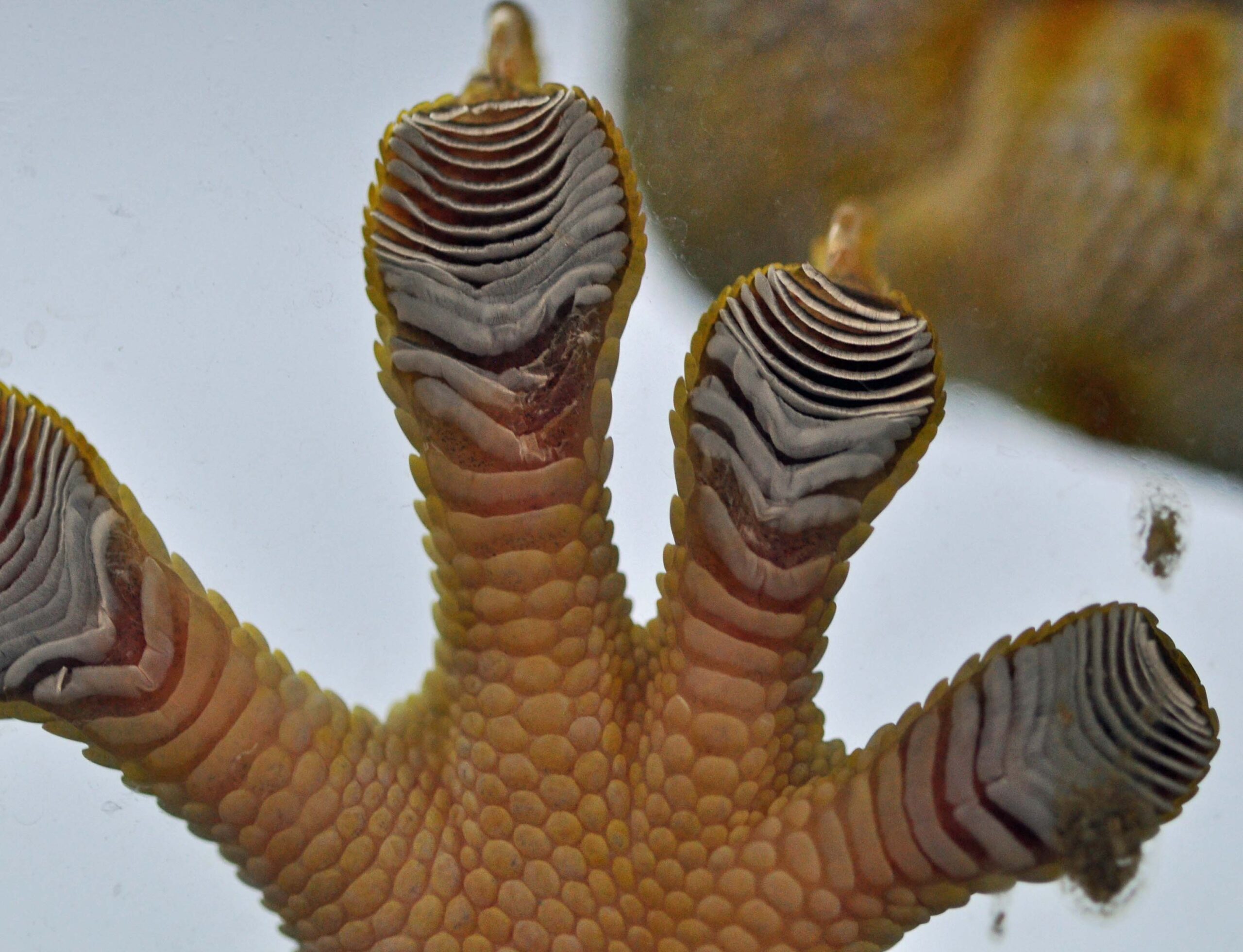 Gecko toes