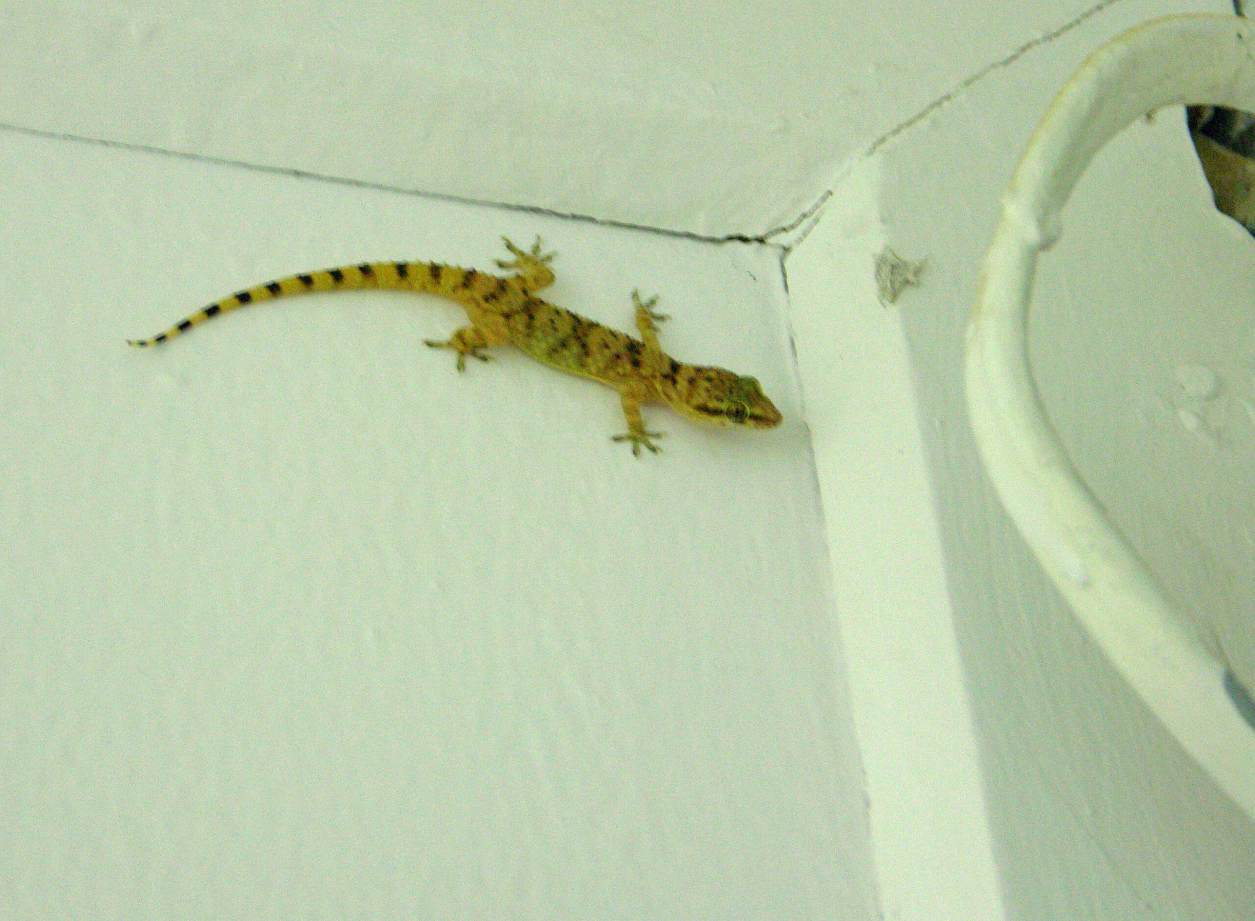 Saudi Gecko