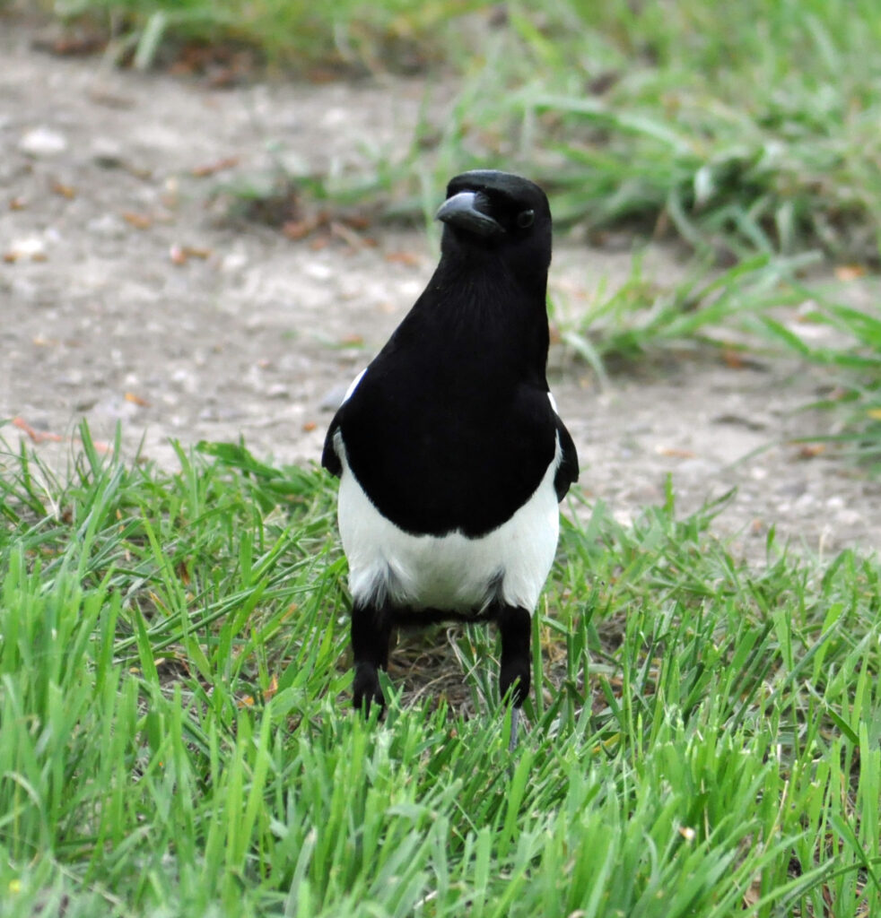 Black Billed Magpie