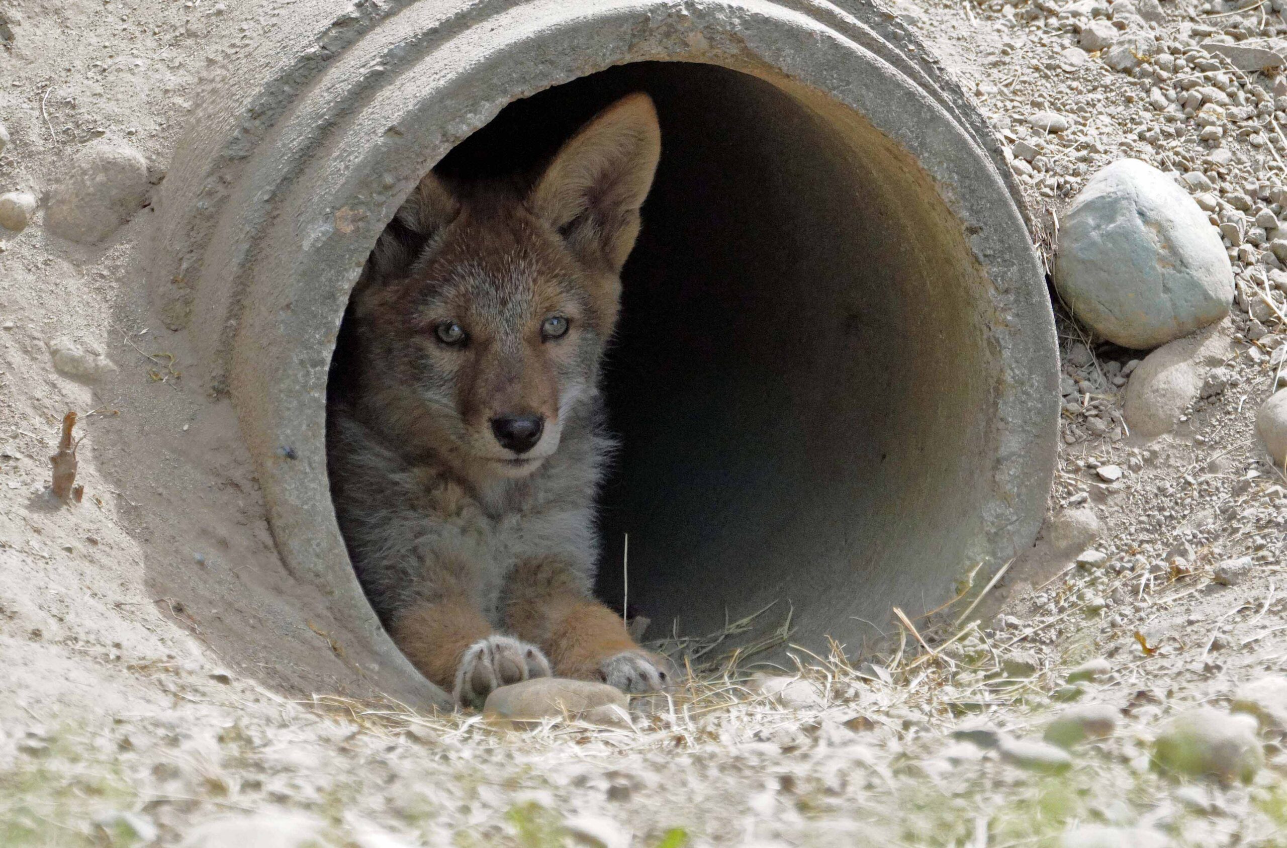 Water Tunnel Coyote