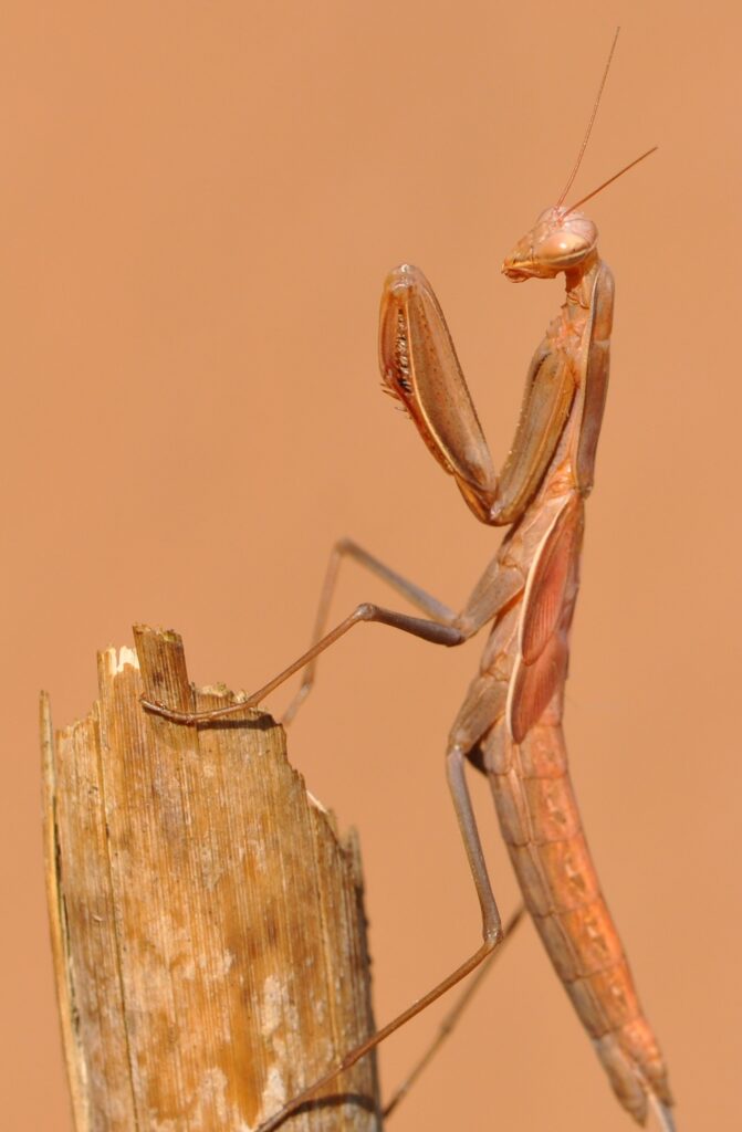 Praying Mantis