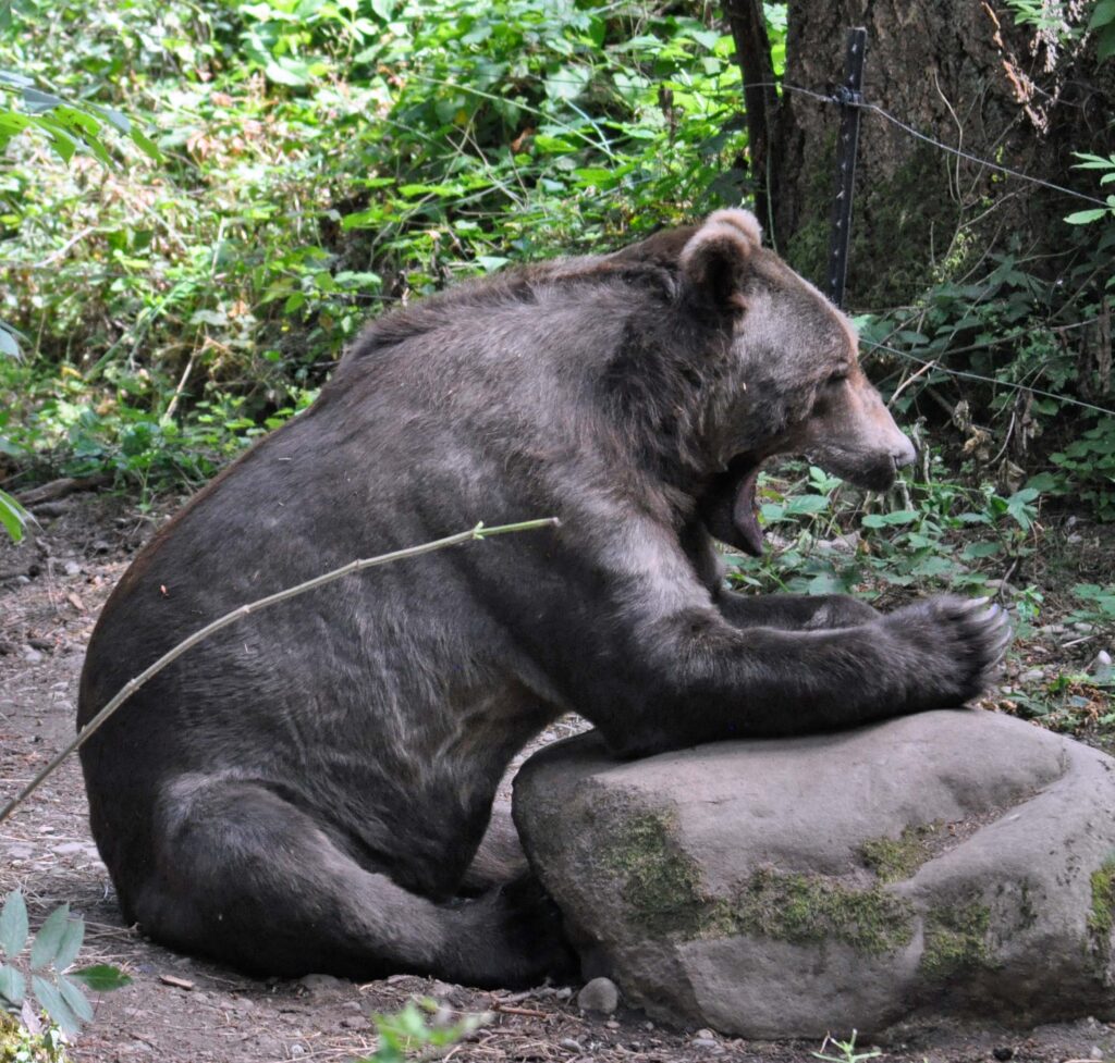 Praying Black Bear