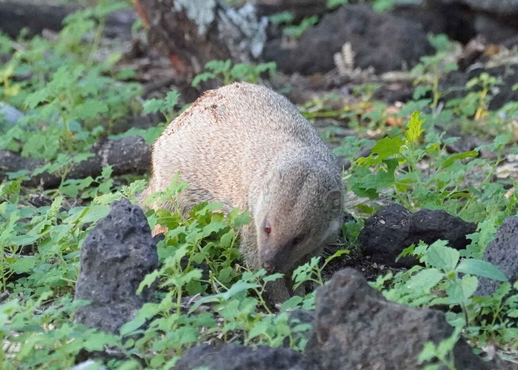 Mongoose