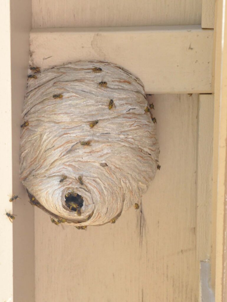 Paper Wasp nest hanging from Home