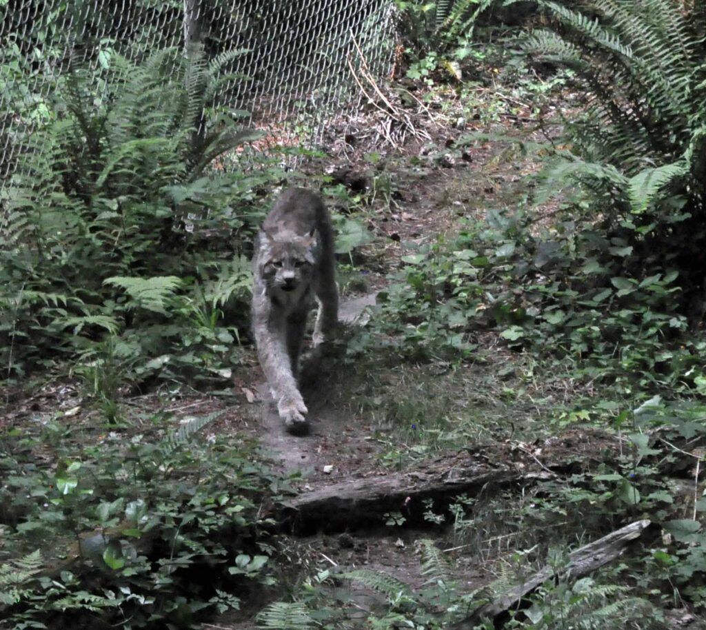 Cougar