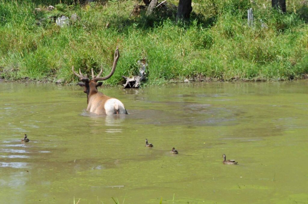 Roosevelt Elk 