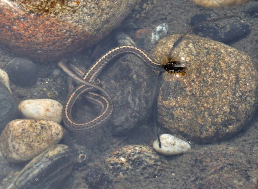 Aquatic Garter Snake in Leavenworth river