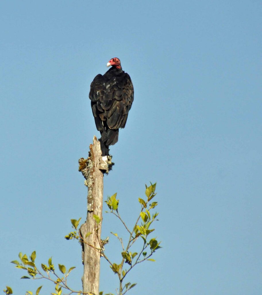 Turkey Vulture by Puyallup River